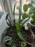 星雨香（XINGYUXIANG）超香 兰花 室内盆栽 花卉绿植 兰草植物兰花苗 蓝宝石 1苗新手试养 实拍图