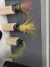 叹为观止 空气凤梨鲁布拉无土植物桌面绿植盆栽办公室内花卉 黄花精灵 含盆 实拍图
