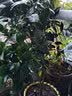 春枝韵盆栽茶花苗 四季常青香妃茶花盆栽花期带花苞 浓香型庭院室内花卉 五色茶花(强力推荐) 6年苗【独杆65cm冠幅优美】 实拍图