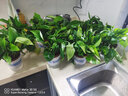 格调生活绿萝盆栽室内花卉盆栽垂吊长藤绿箩懒人桌面客厅绿植四季常绿 120蓝色加仑吸水绿萝+喷壶+肥2包 实拍图