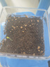 轻奢儿童植物观察窗植物发芽生长盒幼儿园种植盆栽小学生科学套装抖音网红SN0793 (拇指西瓜)透明花盆套餐 晒单实拍图