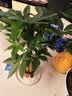 瑰玮送货上门辫子发财树大型绿植室内花卉家居盆栽办公室客厅开业乔迁 辫子发财树约40-50厘米 含塑料盆（普通塑料盆） 实拍图