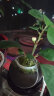 开时果 小盼菩提盆栽（带果发货）中式禅意植物办公室内桌面小绿植盆景 舍得盆+苔藓+底托（2-5颗小果） 小盼菩提（带果发货-含盆植） 晒单实拍图