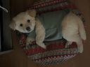 宠星记 宠物衣服 小型犬狗狗 小猫咪 冬季居家防飘毛 泰迪比熊雪纳瑞 绿色小号M 胸围31-36cm 实拍图