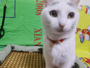 柒哦猫咪项圈长命锁新年装饰编织猫围脖项链宠物脖子配饰脖圈铃铛饰品 升级招财猫红绳【吉祥招财】 猫狗通用（17-32cm）可调节项圈 实拍图