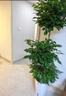 植季幸福树盆栽植物办公室内好养盆景净化空气吸甲醛大型绿植客厅摆放 三层幸福树1.5-1.7m小棱形树脂盆 实拍图