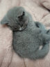 伟嘉幼猫猫粮1.2kg海洋鱼味布偶蓝猫橘猫加菲英短猫咪全价粮 实拍图