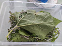 九千谷新鲜桑叶新鲜蚕宝宝饲料学生养蚕大叶小蚕鲜嫩桑叶 学生标准养蚕套装 实拍图