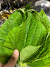 林中山【顺丰发货】新鲜紫苏叶苏子叶泡茶食用包饭韩国烤肉东北绿色蔬菜 500g 实拍图