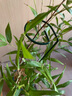 花沃里花架植物爬藤架植物支撑杆阳台绿植防倒伏支撑架圆环型60CM5个装 实拍图