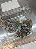 鲜京采 新疆阿勒泰雪蟹母蟹1.7-2.1两 净重85g起 鲜活大闸蟹 螃蟹 实拍图
