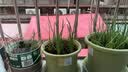 爱丽思（IRIS）阳台种菜盆家庭长方形蔬菜种植盆大号长条盆家用大花盆种菜专用箱 绿色730 容量40L 盆托套装（4套） 实拍图
