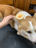 多可特猫狗梳子猫耳一键除毛器针梳除毛梳去浮毛猫咪专用清理器撸猫神器 旋涡梳-黄色【猫犬通用】 实拍图