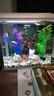 卡奇鱼 孔雀鱼 凤尾鱼 胎生鱼 热带观赏鱼淡水活体鱼小型鱼纯种好养易活 孔雀鱼套餐M 实拍图