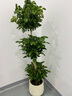 植季幸福树盆栽植物办公室内好养盆景净化空气吸甲醛大型绿植客厅摆放 三层幸福树1.5-1.7m米白聚宝盆 实拍图