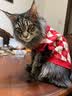 宜品达宠物猫咪衣服保暖冬天小狗狗毛衣秋冬保暖加厚比熊泰迪小猫咪衣服 菱形刺绣樱桃毛衣-套头款 M：胸围39cm【建议7-9斤】 实拍图