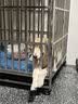 汪爸爸羊奶粉狗犬用幼犬成犬小狗比熊金毛狗狗专用营养补充剂宠物奶粉 羊奶粉1盒+鲜肉幼狗粮1kg 实拍图
