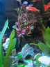 异景园鱼缸水族箱造景水榕沉木活体水草淡水无土植物后景真水草净水增氧 红波三头沉木 实拍图