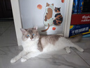 HELLOJOY猫梳子 猫毛清理器 狗毛梳子猫毛梳 梳毛刷猫除毛器 狗狗猫咪用品 实拍图