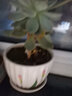 仟尚艺陶瓷创意带托盘个性简约家用桌面绿萝吊兰肉肉植物绿植花盆多肉盆 水滴黑三件套 大 实拍图