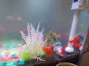 云峰海瑞鱼缸水草泥 水草缸造景水族箱鱼缸造景底砂陶粒砂水草用品 基础款水草泥2.5L两年不泥 实拍图