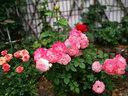 誉满园蔷薇花苗藤本月季大花庭院花园爬墙攀援爬藤植物阳台玫瑰花卉盆栽 藤本月季大苗 不含盆 实拍图