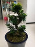 山头林村大型榕树S造型盆景盆栽室内风吹气根客厅植物人参老桩 小S榕树(50cm) 实拍图