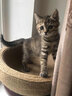 安贝猫用益生菌专用猫咪软便拉稀腹泻呕吐口臭幼猫成猫 实拍图