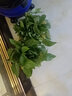 九千谷绿萝盆栽除甲醛客厅阳台绿植盆景植物花卉混色4盆装源头直发 实拍图