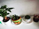 开时果 多肉植物仙人球仙人掌小盆栽桌面植物 肉肉组合办公室内绿植花卉 樱水晶+白美人+招财+卡日松+黄毛 实拍图