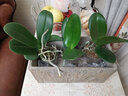 锦枫（jinfeng）4年大苗蝴蝶兰花苗鲜花四季植物室内客厅盆栽绿植花卉兰花苗大苗 粉黛丽蝴蝶兰+透明原盆+原土 实拍图
