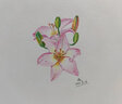 辉柏嘉（Faber-castell）水溶性彩铅笔48色彩色铅笔笔帘套装手绘专业画笔48色水溶彩色铅笔+50孔笔帘 速写 马克笔绘画 实拍图