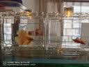 福乐贝特桌面生态鱼缸办公室小鱼缸迷你斗鱼缸小型水族箱微景观创意积木 桌面鱼缸小号随机色（暖白灯款） 实拍图