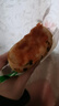 板牙妹妹香葱肉松夹心面包早餐整箱网红零食夹心营养下午茶休闲食品 8包【480g】香葱肉松 实拍图