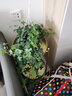 新房子 花架阳台客厅室内外多层简约欧式金属装饰架绿萝多肉花盆架子 金色大号直径30*高90 实拍图