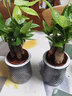 花友发财树盆栽办公室盆栽室内客厅桌面绿植小盆景发财树植物花卉 发财树三杆颗+繁星盆 实拍图