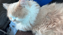 普安特猫咪狗狗宠物情绪安抚舒缓焦虑应激心理创伤防应激焦虑紧张多乐安 实拍图