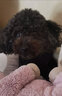 皇品皇家小型犬狗粮PR27小型犬成犬狗粮贵宾SPR27老年犬8岁绝育呵护 【10月+】PR27皇家小型成犬8KG 实拍图