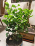绿之妙圆叶正宗虎头茉莉花盆栽室内浓香花卉重瓣老桩带花苞四季开花植物 实拍图