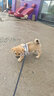 吉姆贝贝狗绳狗狗牵引绳小型犬背心式胸背带小狗遛狗链子幼犬宠物用品 [冰桃粉]-高反光透气胸背 S-建议5-8斤 可调节胸背36-40cm 实拍图