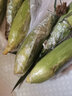 栩季（XUJI）新鲜水果甜玉米四川生鲜蔬菜甜糯爆浆玉米棒子农家自种现摘现发 净重 9斤 （约9-14个） 实拍图