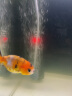 森森 迷你小鱼缸增氧气泵 水族箱养鱼加氧器 家用充氧加氧泵  【红色】氧气泵1.5W(600ML/MIN 实拍图