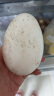 绿田逐 鹅蛋新鲜散养土鹅蛋生鲜12枚礼盒装 生鹅蛋孕妇宝宝食材 晒单实拍图