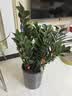 植男植女金钱树大型盆栽植物室内客厅办公室四季常青招财好养绿植源头直发 实拍图