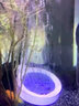 松宝（sobo）鱼缸增氧泵家用养鱼氧气泵充氧机打氧泵鱼缸制氧机增氧机12W四孔 实拍图