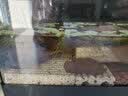 森森细菌屋滤材纳米硝化细菌水族箱底滤生化棉过滤器材料整箱鱼缸滤材 麻色小号细菌屋10个+硝化菌 实拍图