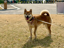 TRUELOVE狗狗项圈小中大型犬脖圈防勒泰迪金毛透气舒适反光宠物脖圈狗圈 桔色（不含牵引绳） M【40-45cm】-建议12-22kg选择 实拍图