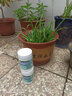 漫生活硫酸亚铁350g*2植物花卉肥料发财树多肉绣球茶花杜鹃茉莉花肥通用 实拍图