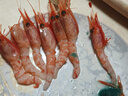 渔游记 生冻北极甜虾刺身净重2斤 格陵兰进口70-100只解冻即食 源头直发 实拍图