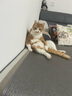 金赏猫粮10公斤全期7.5kg控制盐分猫食品全价成猫幼猫用 全期猫粮 10kg*1包 实拍图